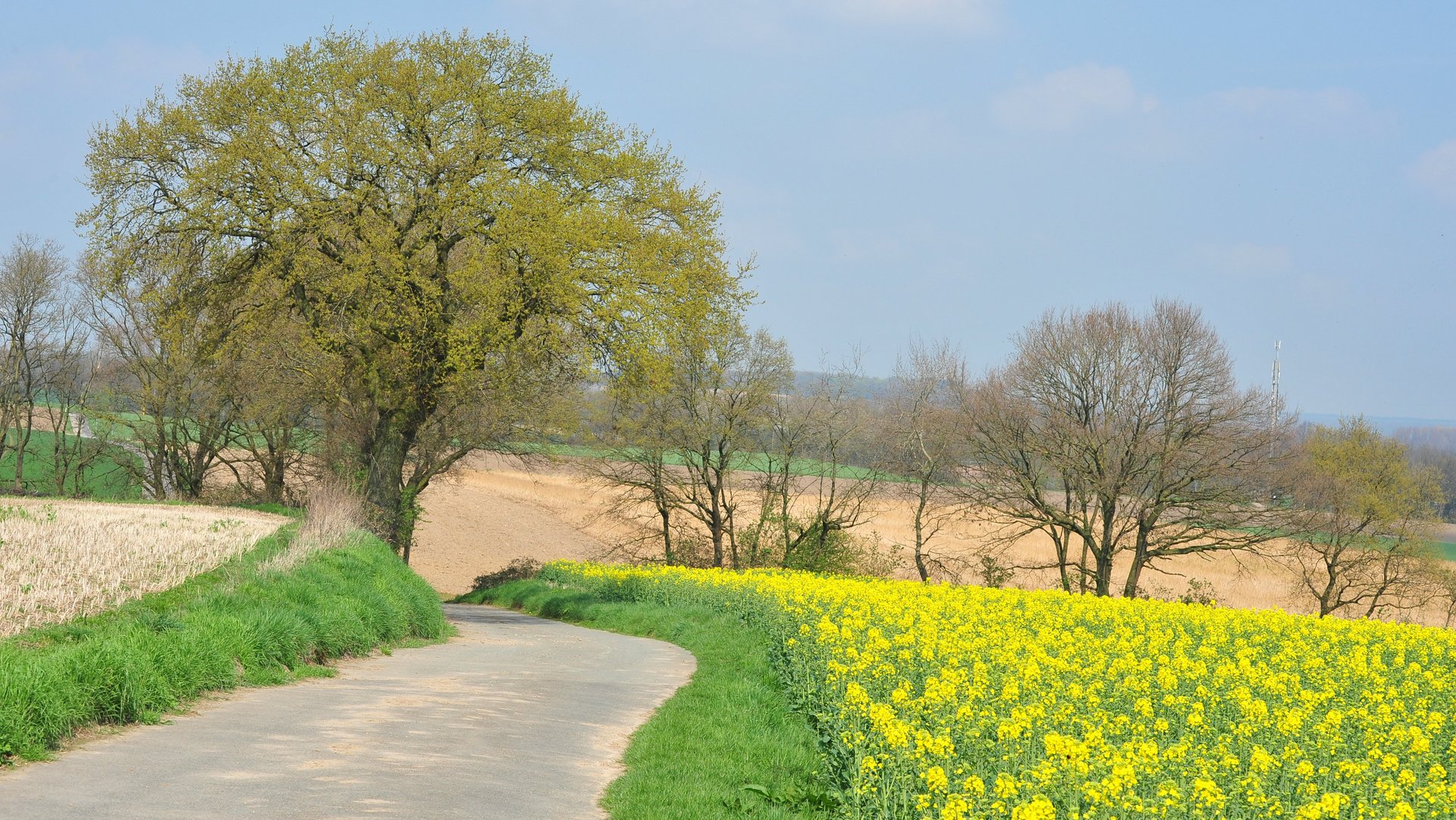 Landschaft Schapehusysener Höhen